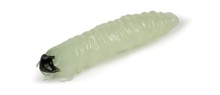 Molix Caimano Worm 1.5" (10 pcs)