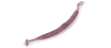 Molix Sneaky Worm 5" (8 pcs) Molix Sneaky Worm 5" (8 pcs)